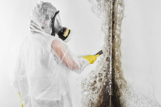 Best Emergency Mold Removal  in Holtsville, NY