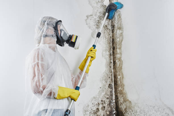 Best Attic Mold Removal  in Holtsville, NY