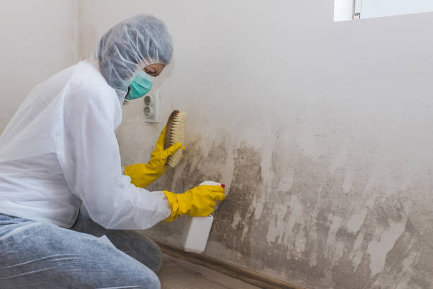 Best Crawl Space Mold Removal  in Holtsville, NY