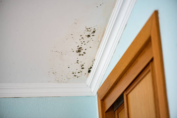 Best Home Mold Removal  in Holtsville, NY