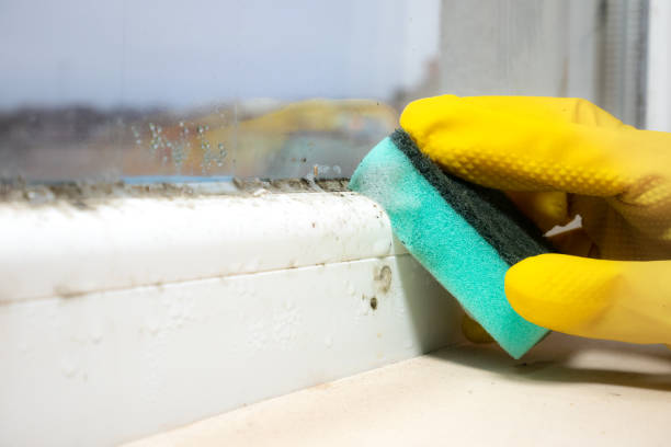 Best Mold Cleaning Services  in Holtsville, NY