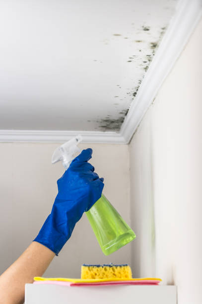 Mold Testing and Removal in Holtsville, NY